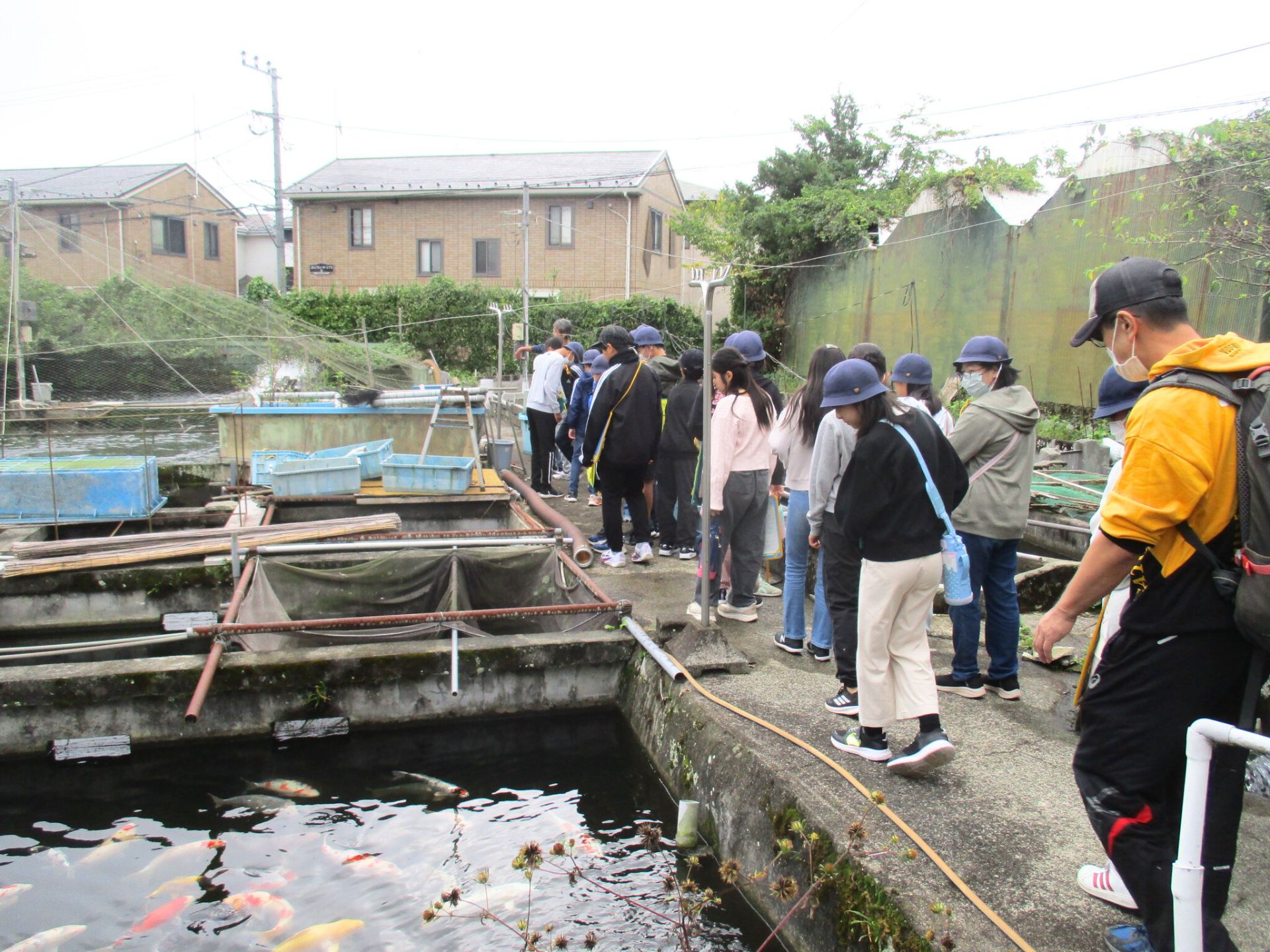 椎野養魚場見学の写真