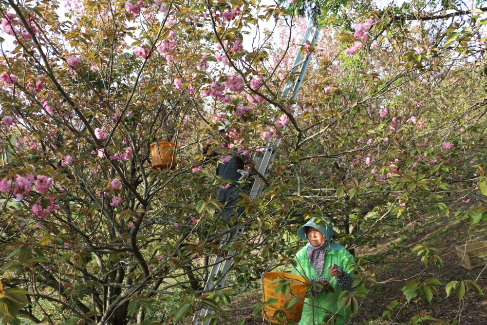 桜を摘む農家