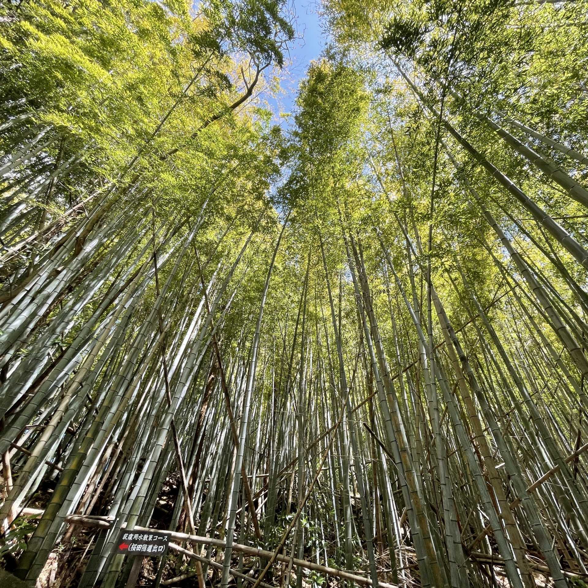 竹の
