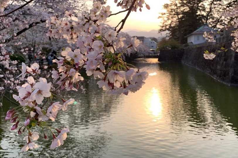 夕暮れの桜を眺めに（本木和子さん撮影）