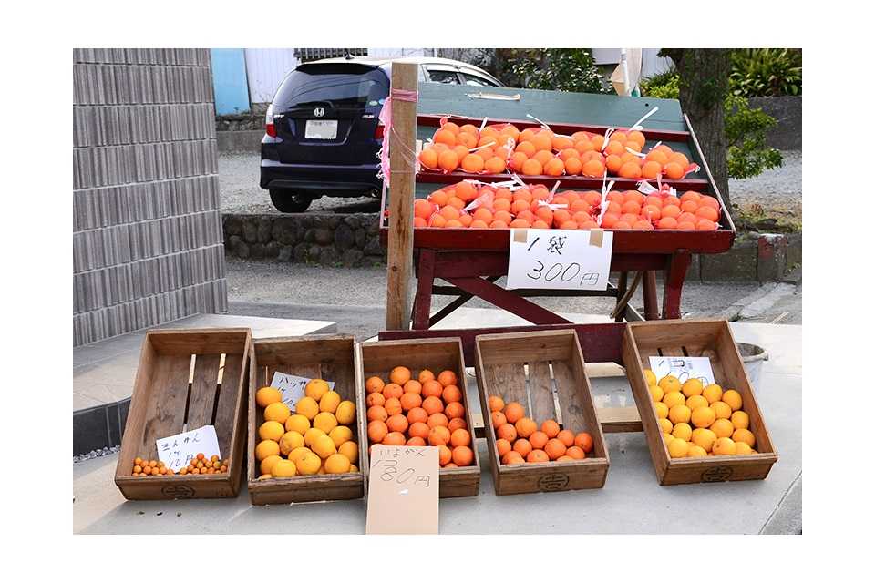 柑橘類　無人販売