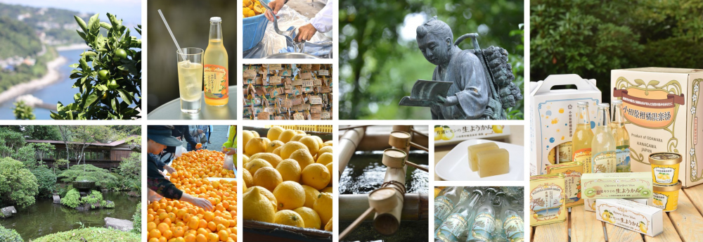 小田原の柑橘類の写真や二宮神社の写真